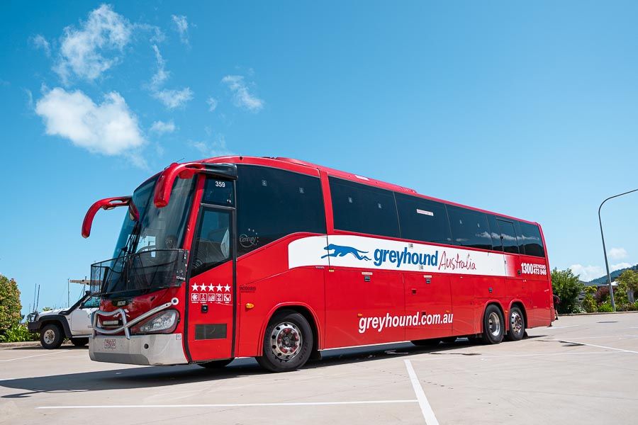 greyhound australia