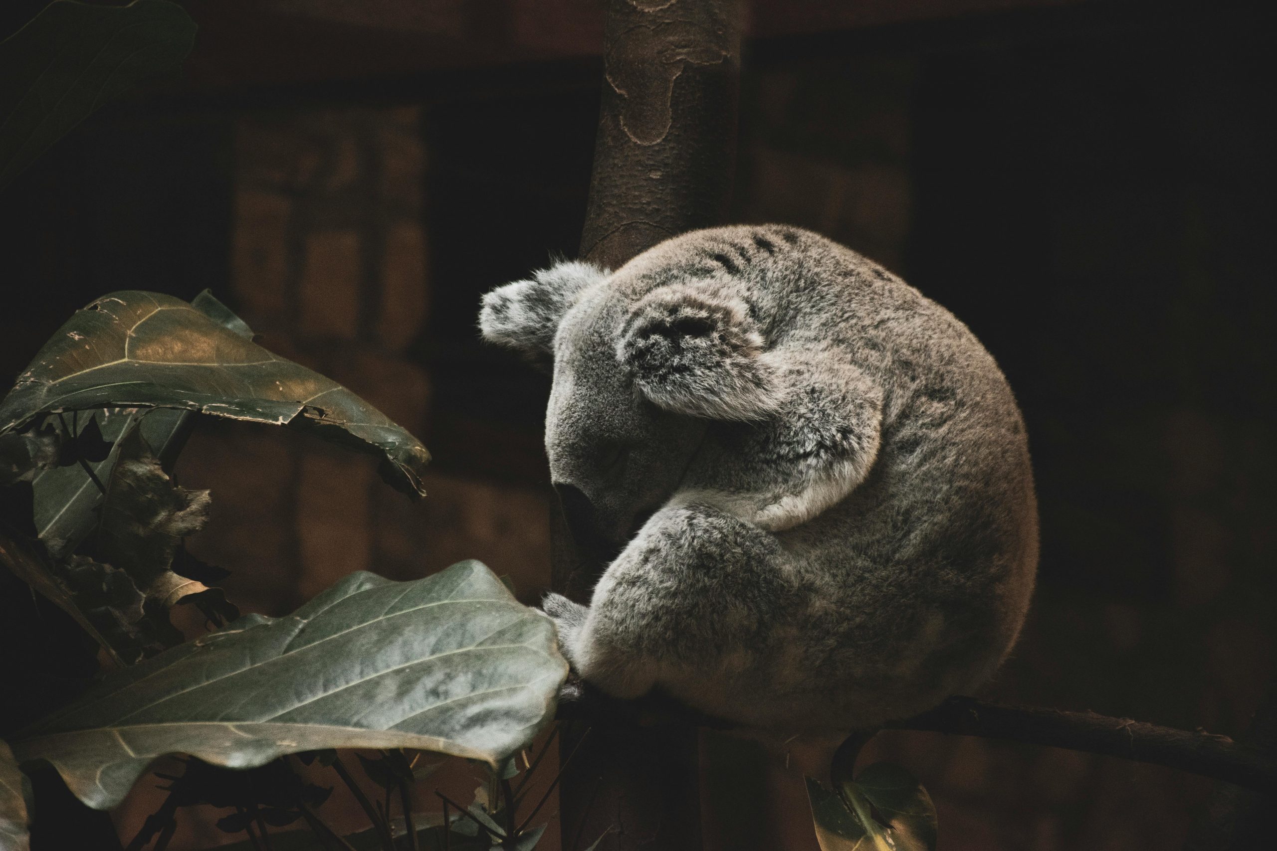 A serene image of a koala sleeping curled up on a tree branch, surrounded by foliage.